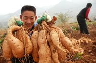 红薯秧子怎么保存来年种（红薯秧室内能越冬成活吗）