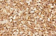 生根粉能用在小麦或玉米吗（玉米生根粉的正确使用方法）