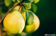 梨树休眠期的养殖方法（梨树的全年管理技术）