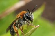 秋季蜜蜂繁殖技术（蜜蜂秋季快速繁殖三招）