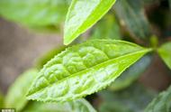 茶叶种植与气象条件（茶叶种植气候条件要求标准）
