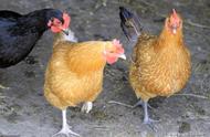 怎样判断鸡得了禽流感（鸡禽流感症状图片）