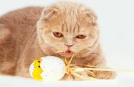二个月小猫能吃鸡蛋黄吗（50天的小猫可以吃鸡蛋黄吗）
