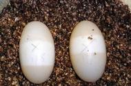 乌龟蛋孵化1-60天照蛋图（乌龟蛋孵化后期死胚图片）