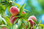 桃子怎么种植成活率高（桃子种植时间和方法）