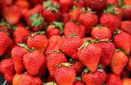 草莓的种植方法及时间（网上哪里买草莓苗最好）