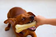 三个月狗能不能吃鸭肉的零食（不到三个月的狗能吃小零食吗）