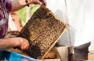 夏天一只蜂王30只工蜂怎么养好（土养中蜂介入蜂王最好的办法）
