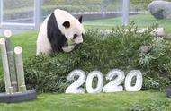 大熊猫吃竹子的照片（大熊猫在竹林里吃竹子的图片）