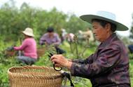 青花椒几月份修剪技术（青花椒几月份修剪最好）