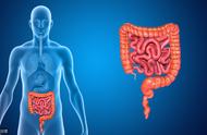 胃和小肠分别吸收什么营养物质（小肠的哪些功能与消化和吸收有关）