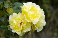 黄玫瑰图片及养殖方法（黄玫瑰的水养殖方法）