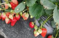草莓的种植时间表（草莓最佳种植时间是什么时候）
