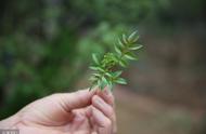 什么植物对花椒最好（什么植物和花椒长得相似）