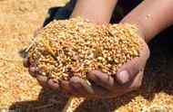 山农29小麦品种简介（山东10个最好麦种）