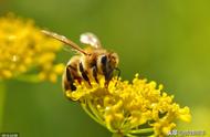 蜜蜂用哪个部位采蜜（蜜蜂一般在哪里出来采蜜）