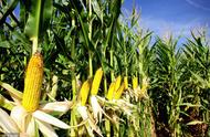 玉米收获季节是几月（玉米生长期是几月到几月）