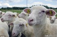 新生羔羊人工喂养每天用奶量（初生羔羊一次吃多少奶）
