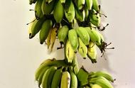 花盆种香蕉的方法图解（怎么才能用一个小盆栽种好香蕉）