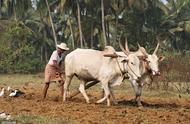 印度农业发展的有利条件有哪些（印度发展农业的有利条件）