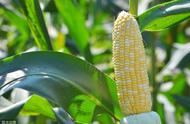 海南水果玉米种植时间和方法（海南玉米几月份种植最佳）