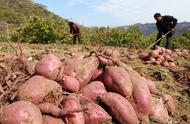 红薯种植多少个月才得收（一亩红薯的利润）