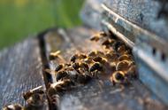 新手养蜜蜂技巧（从零开始学养蜂）