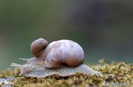 蜗牛为什么脱壳就会死掉（为什么蜗牛死以后就只剩壳了）
