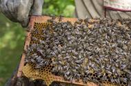 养蜂技术视频如何认识蜂王（新手养蜂怎样识别新老蜂王）