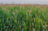 西北地区玉米种植最佳行距是多少（玉米高产株距和行距有什么要求吗）