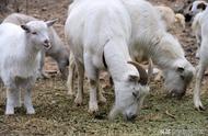 白山羊养殖成本与利润（50只母兔一年的利润）
