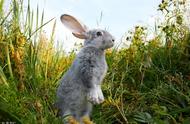 兔子为什么不吃窝边草的故事（兔子为何不吃窝边草）