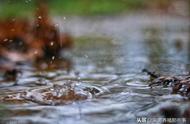 鹅长期淋雨会有什么影响（鹅淋雨怎么补救）