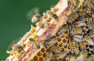 蜜蜂自然分蜂一般几月份（蜜蜂一年分蜂几次在几月份）