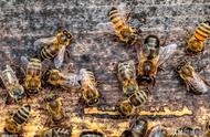 蜜蜂自然分蜂一般飞多远（蜜蜂自然分蜂一般间隔几天）