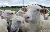 50只母羊一年能产多少个小羊（十只母羊三年可产多少只小羊）