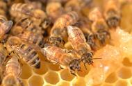 防止蜜蜂蛰的方法（防止蜜蜂蛰的最佳方法）