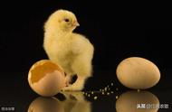 孵蛋的温度一般是多少（母鸡孵蛋温度是多少）