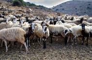 养羊新手最简单的养殖方法（养羊的七种方法总有一种适合你）