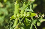 豌豆种植方法及管理技术（豌豆的种植方法和管理技术）