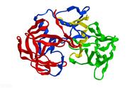 活性蛋白酶有什么用途（生物活性蛋白酶的作用）