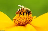 为什么蜜蜂喜欢在春天里采蜜（蜜蜂为什么要在花丛中采蜜）