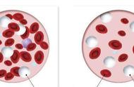 血液成分图解（血液成分和主要功能图解）