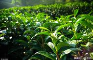 茶树种植方法图解（茶树种植图解）