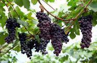 夏黑葡萄花芽种植方法（挂果的葡萄怎么打枝）