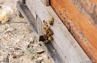 新手养蜂工具用具大全（常见的养蜂工具）