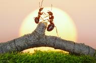 蚂蚁吞象的故事（蚂蚁吞象的故事简介）
