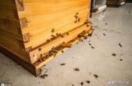 养土蜂工具蜂箱（懒人养蜂用什么蜂箱）