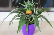 菠萝头可以用水栽培吗能开花吗（菠萝头种植方法水培每天都换水吗）