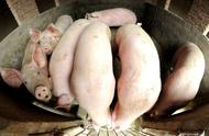 300斤的猪一天吃多少饲料（200到300斤的猪一天吃多少饲料）